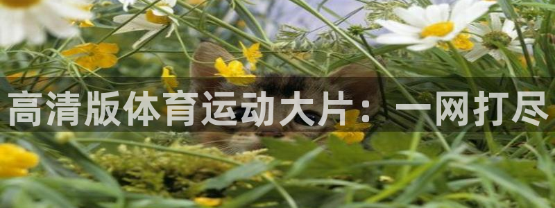 好博体育app官网：高清版体育运动大片：一网打尽